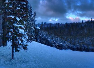 Czy można mieć licencjat z prawa?