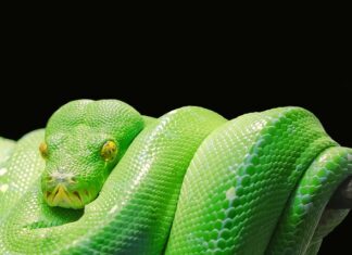 Ile nauka Pythona?