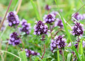 Gdzie najłatwiej dostać się na prawo?