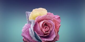 Czym się różni poziom A1 od A2?